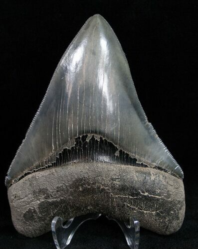 Quality Megalodon Tooth - Great Color #11997